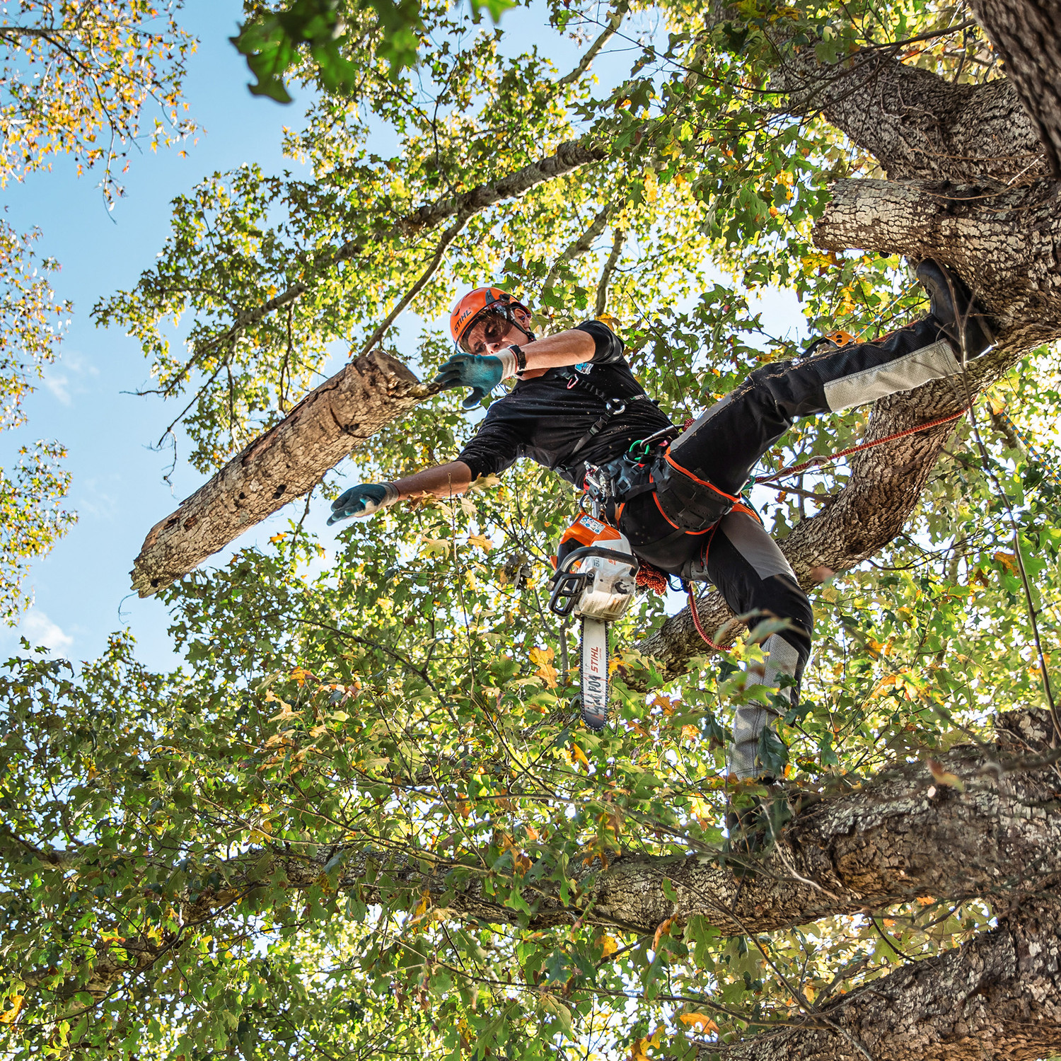Stihl MSA220TC-O Lithium Ion Top Handle Chainsaw - Valley Power
