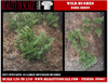 Wild bushes dark green