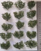 Wild bushes dark green