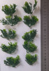 Wild bushes medium/light green-