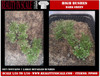 High bushes dark green