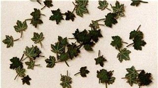 Maple leaves (60) - Green