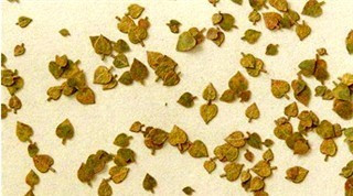 Lime leaves (100) - Autumn