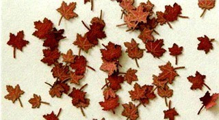 Maple leaves (60) - Dry