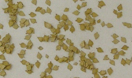 Birch leaves (80) - Dry