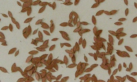Universal leaves (160) - Dry