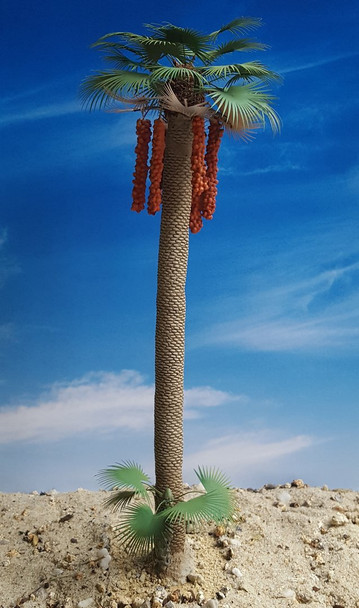 Large Fan Palm