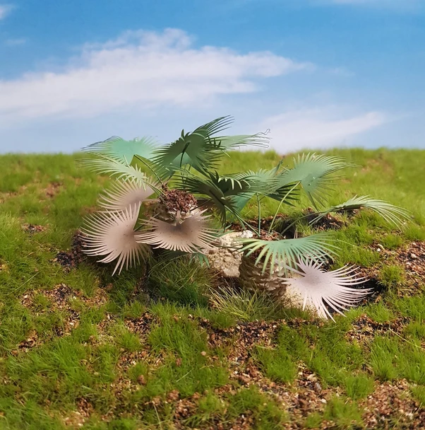 Ground Palm set