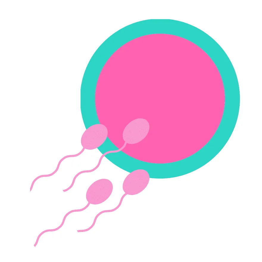 Fertility nutrition by GourmetFuel