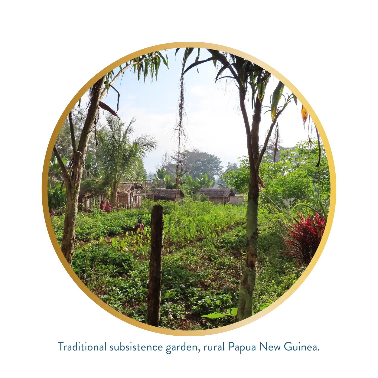 A subsistence farm in rural Papua New Guinea