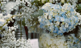 How to Care for Hydrangea