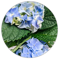 How to Care for Hydrangea