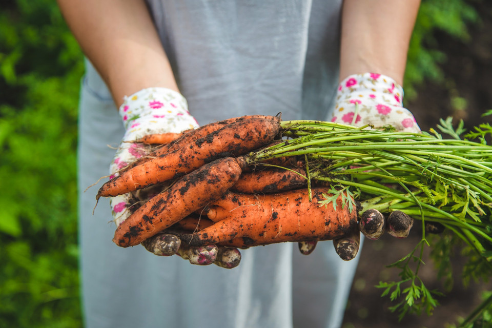 Carotene:  The Secret to Beautiful Skin