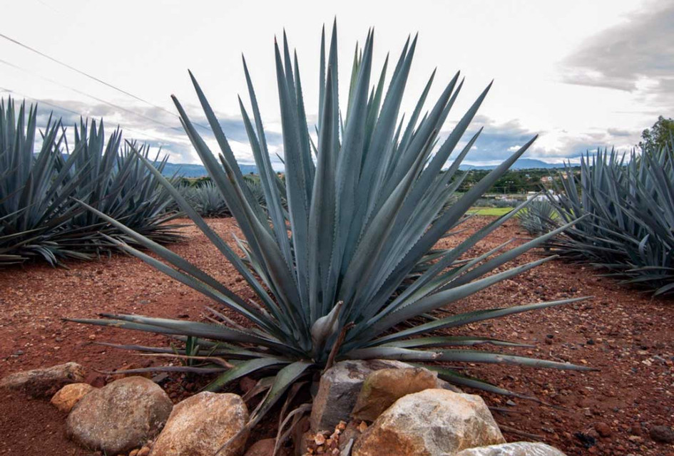 Agave and the Problem of Toxic Fructose