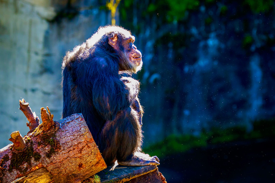 The Sun, Vitamin D, Arthritis, and Happy Chimpanzees