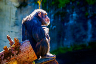 The Sun, Vitamin D, Arthritis, and Happy Chimpanzees