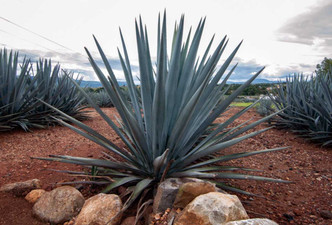 Agave and the Problem of Toxic Fructose