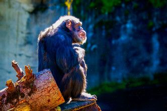 The Sun, Vitamin D, Arthritis, and Happy Chimpanzees
