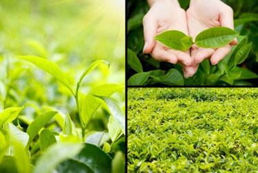 Bottled Teas – A Poor Choice