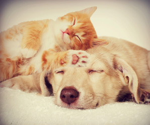 Does Your Dog or Cat Need a Multi?