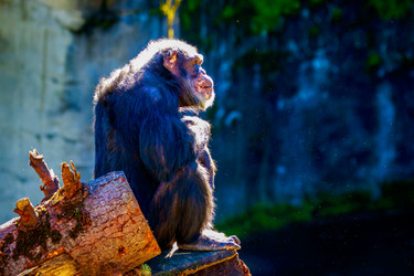 The Sun, Vitamin D, Arthritis, and Happy Chimpanzees