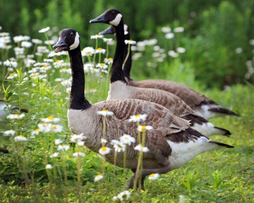 Geese are Smarter than People!	