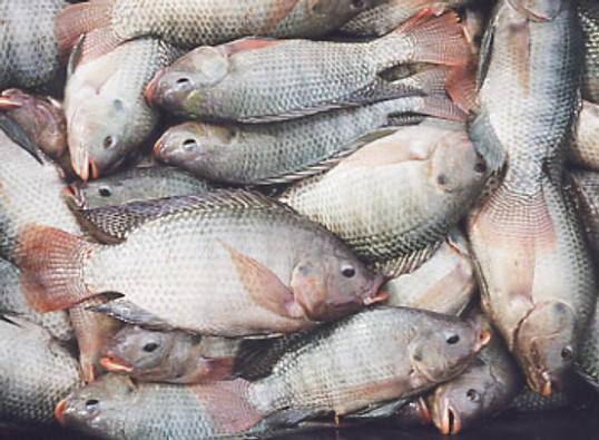 Get the Health Benefits of Fish Without  the Toxic Mercury