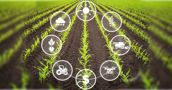 Supplementation Strategies: Enhancing Modern Diets