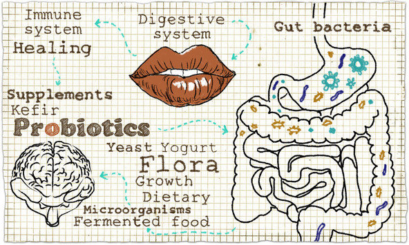 Probiotics—Key to a Strong Immune System