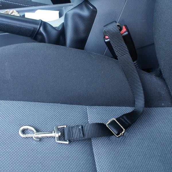 How to Buckle Dog in Car: Easy Steps for Safe Travel
