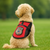 Small tan dog wearing red mesh registered service dog vest with metallic “Full Access” patch, back view.