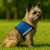 dog wearing a Zipper Pocket  Service Dog Vest dog wearing a Zipper Pocket  Service Dog Vest