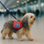 dog wearing Diabetic Alert Dog Vest for Small Dogs - Includes Two Full Access Patches