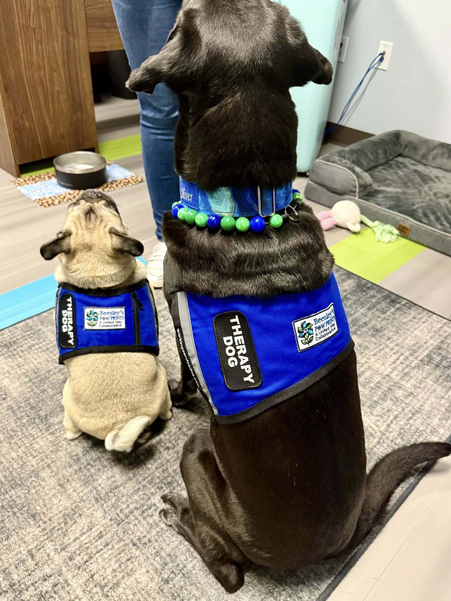 Therapy dogs wearing service vests at Children's Advocacy Center of Southwest Florida