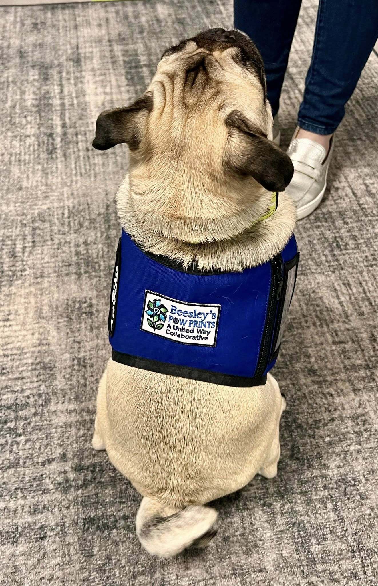 Therapy dog wearing vest with Beesley's Paw Prints patch