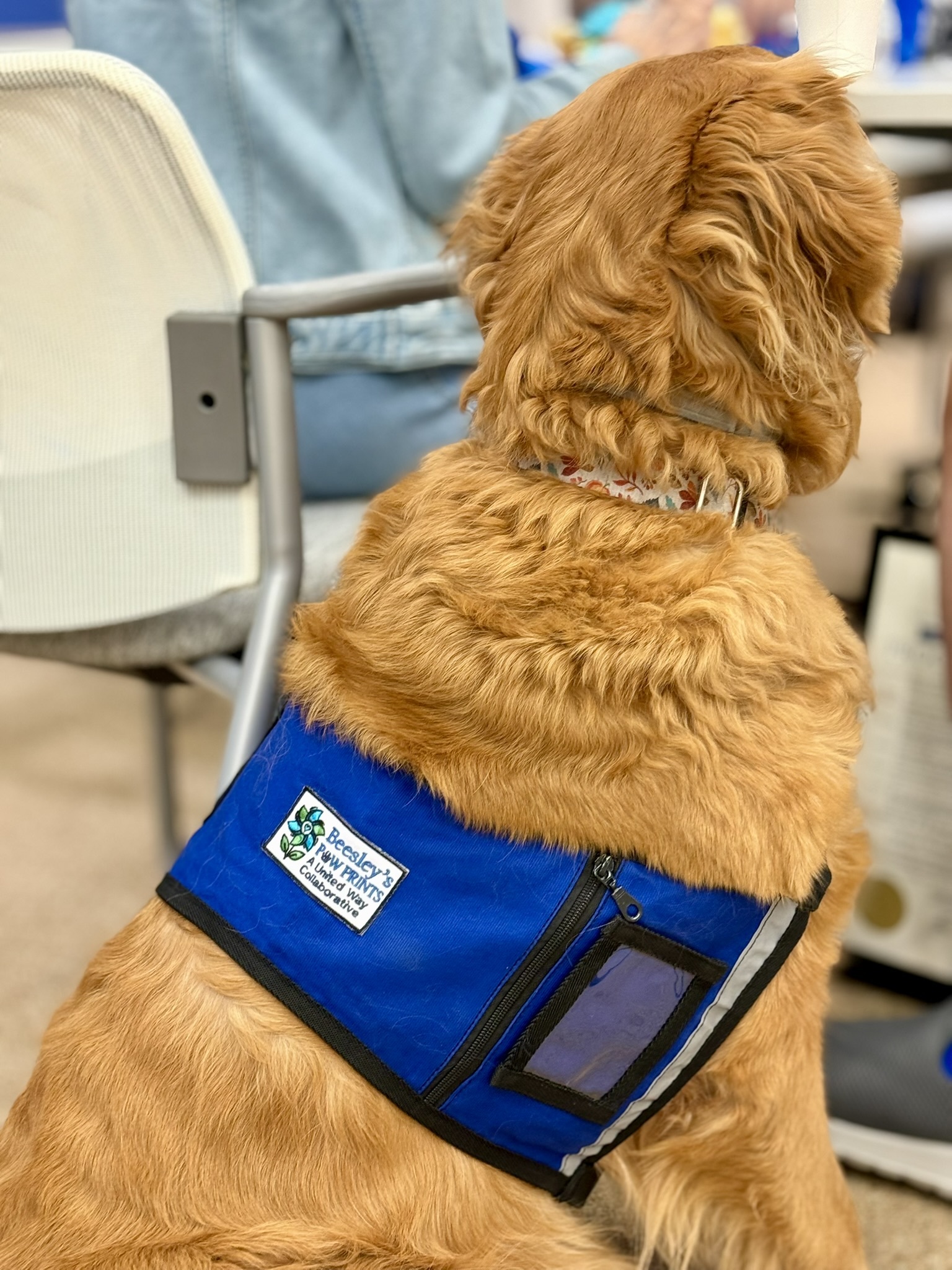 Therapy dog wearing vest in community setting