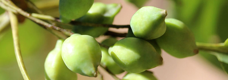 Herb of the Month: Kakadu Plum (Terminalia ferdinandiana ... Herb of the Month: Kakadu Plum (Terminalia ferdinandiana ...