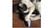 40cm Fish Cat Toy Fish Sardine Cat Toy Cat Cuddler Chew Soft Plush Toy