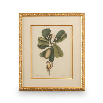 Chelsea House Misc Catesby Bird & Botanical Iii in White/Cream (460|386177)