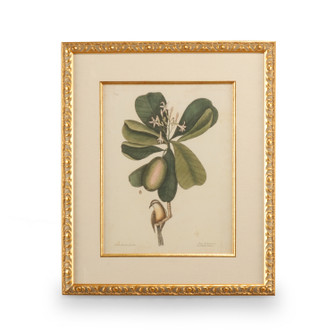 Chelsea House (General) Catesby Bird & Botanical Iii in Gold Leaf Frame - Linen Mat/Fillet (460|386177)
