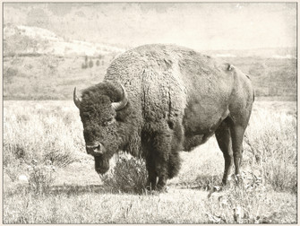 North Range Canvas in Cream (443|OL1485)