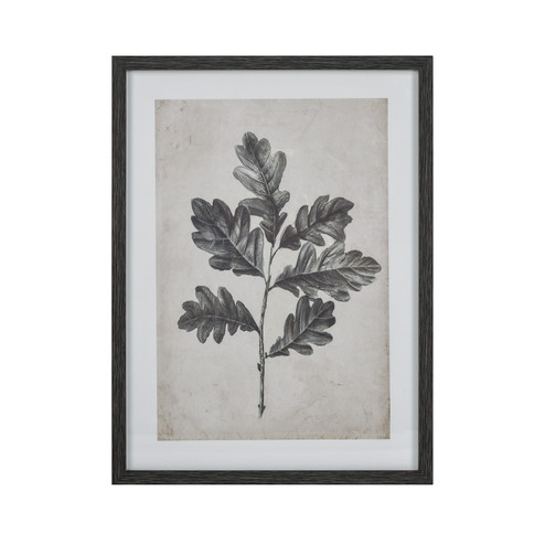 Oak Botanic Framed Wall Art in Black (45|S0056-10635)