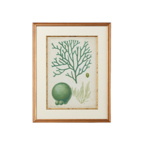 Chelsea House (General) Seaweed Specimen In Green Iv in Giclee Print (460|386452)