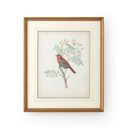 Chelsea House (General) Delicate Birds Ii in Gold Frame-Double Mat W/French Lines (460|386343)
