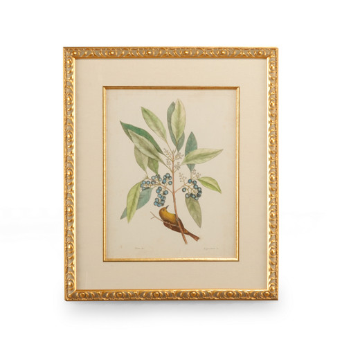 Chelsea House Misc Catesby Bird & Botanical V in White/Cream (460|386179)