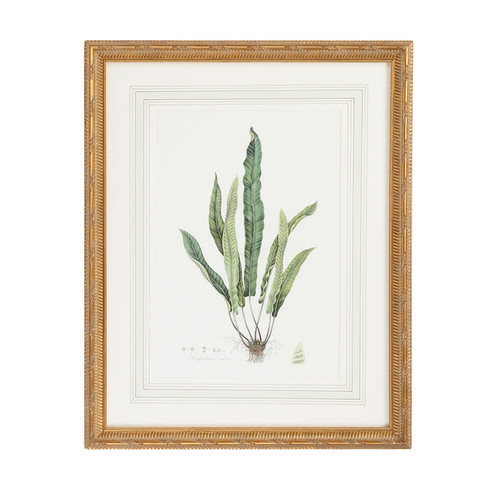 Chelsea House (General) Curtis Ferns Iv in Gold Frame With French Mat (460|380372)