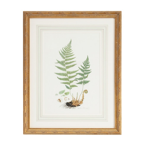 Chelsea House (General) Curtis Ferns Ii in Gold Frame With French Mat (460|380370)