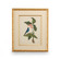 Chelsea House (General) Catesby Bird & Botanical Iv in Gold Leaf Frame - Linen Mat Fillet (460|386178)