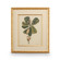 Chelsea House (General) Catesby Bird & Botanical Iii in Gold Leaf Frame - Linen Mat/Fillet (460|386177)