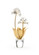 Chelsea House Misc Auricula in White/Gold (460|384321)